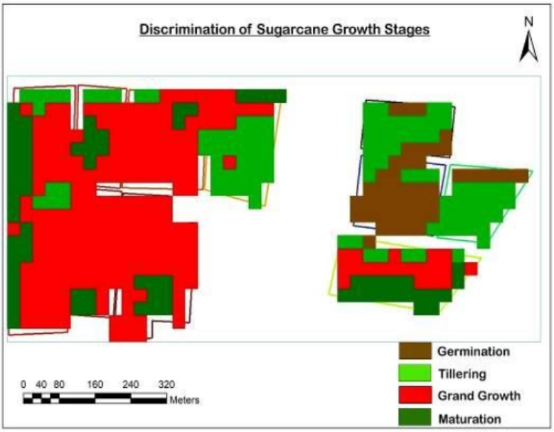 Sugarcane phenology classification